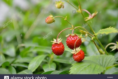 Wild strawberry: where grows, than it is useful when to collect