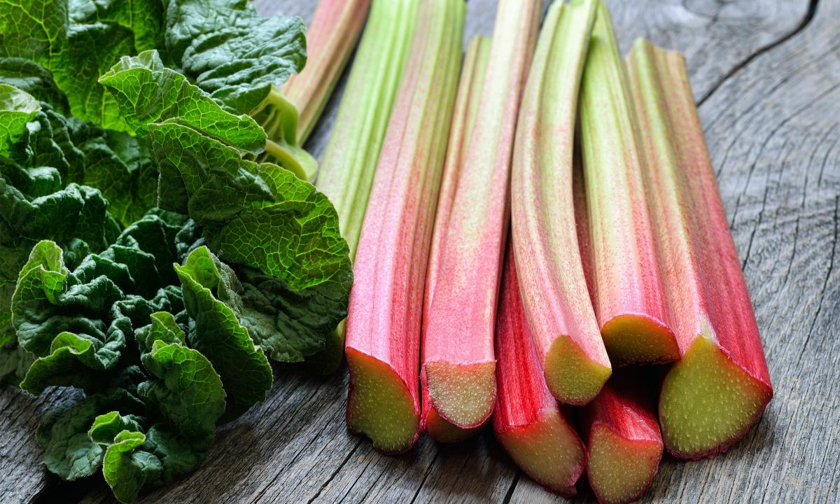 Useful properties of a rhubarb: description and application