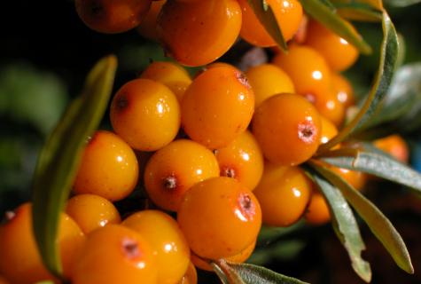 About medicinal properties of elder and a sea-buckthorn