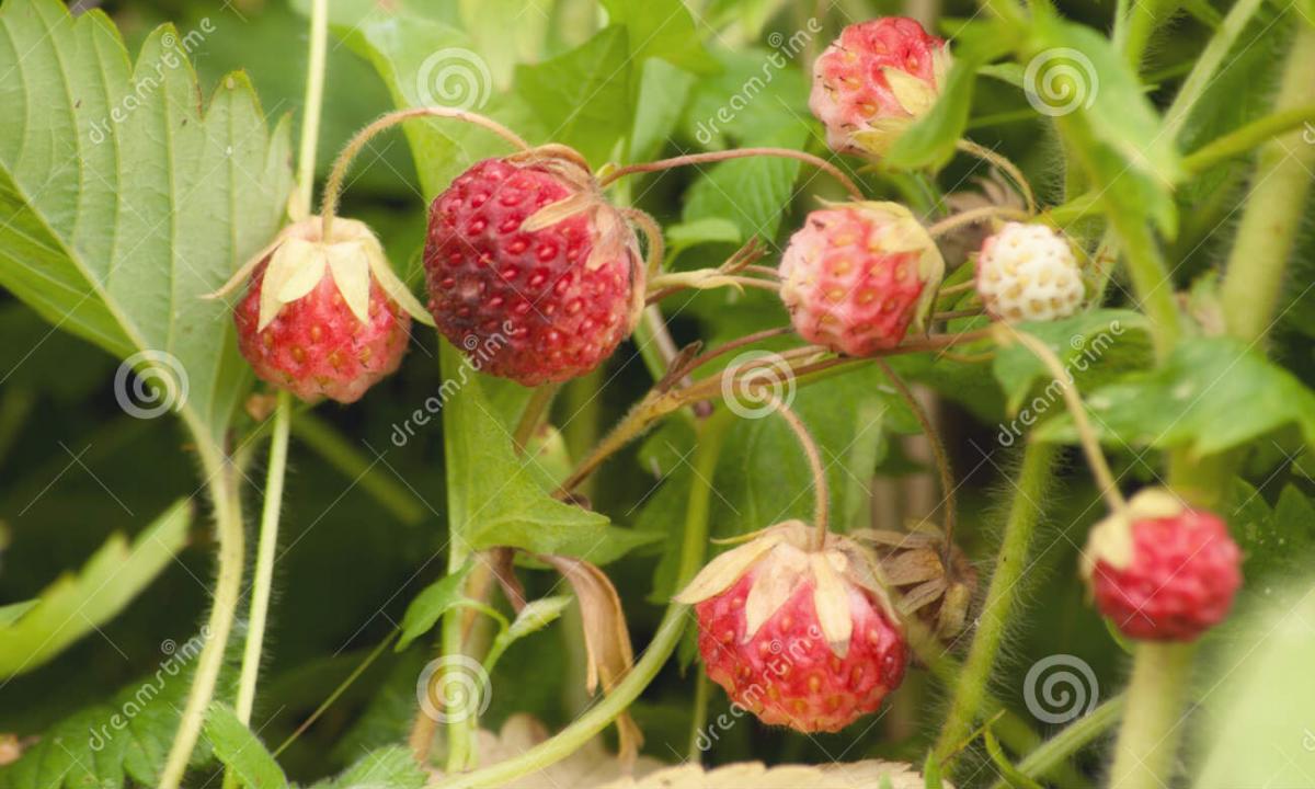 Useful properties and harm from the use of leaves of wild strawberry"