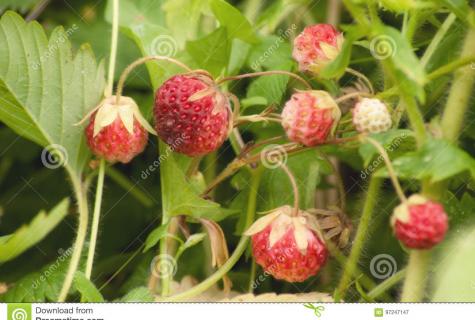 Useful properties and harm from the use of leaves of wild strawberry