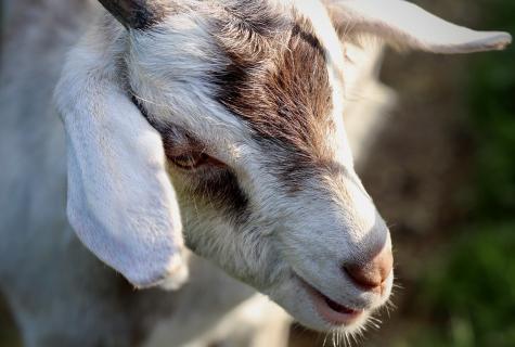 Goat fat: from what helps that treats how to use