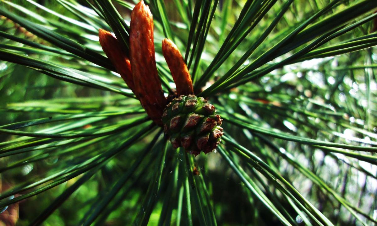 "Pine needles: from what helps also that treats how to use