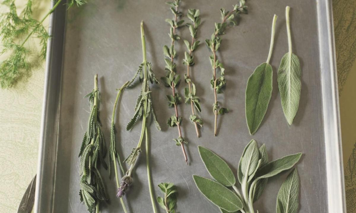 "Medicinal Lyubistok: where grows, than it is useful when to collect how to dry and use