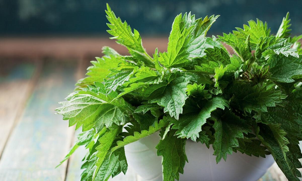Tea from a nettle: than it is useful how to make