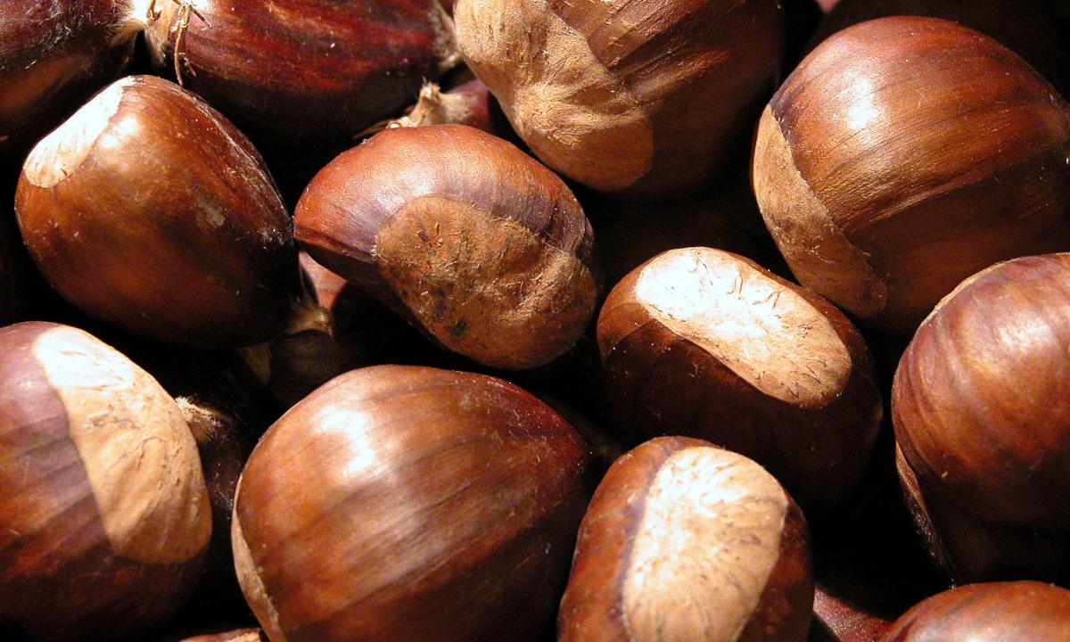 Medicinal properties of a chestnut"