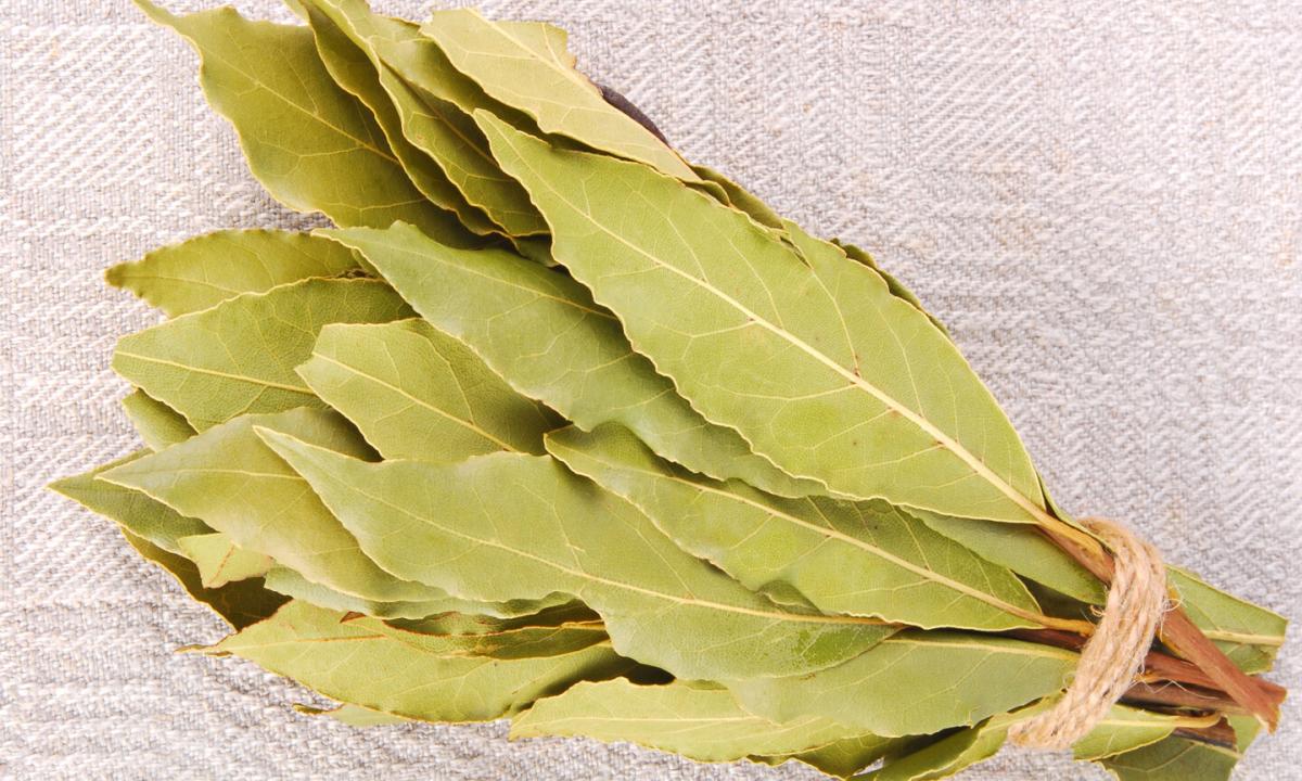 Bay leaf: than it is useful and from what helps how to use in the medical purposes