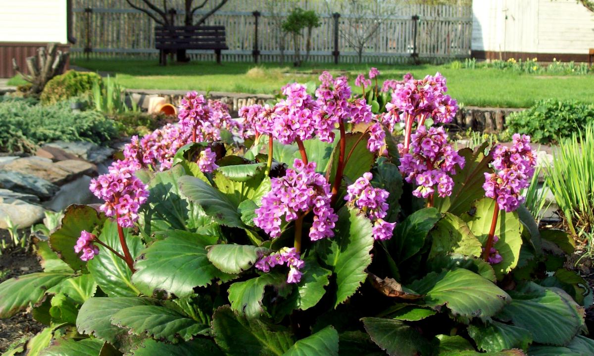 "Bergenia: than it is useful how to use in the medical purposes