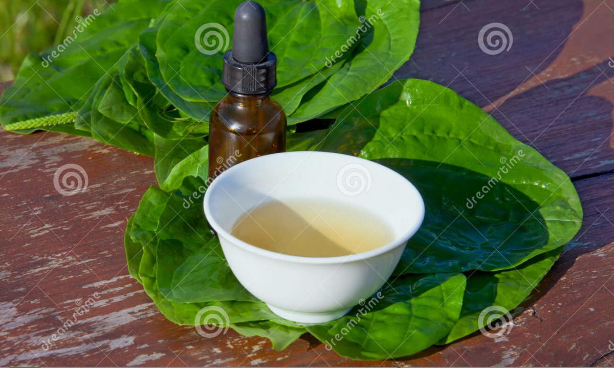 Useful properties and indications to application of tea and tincture from raspberry leaves