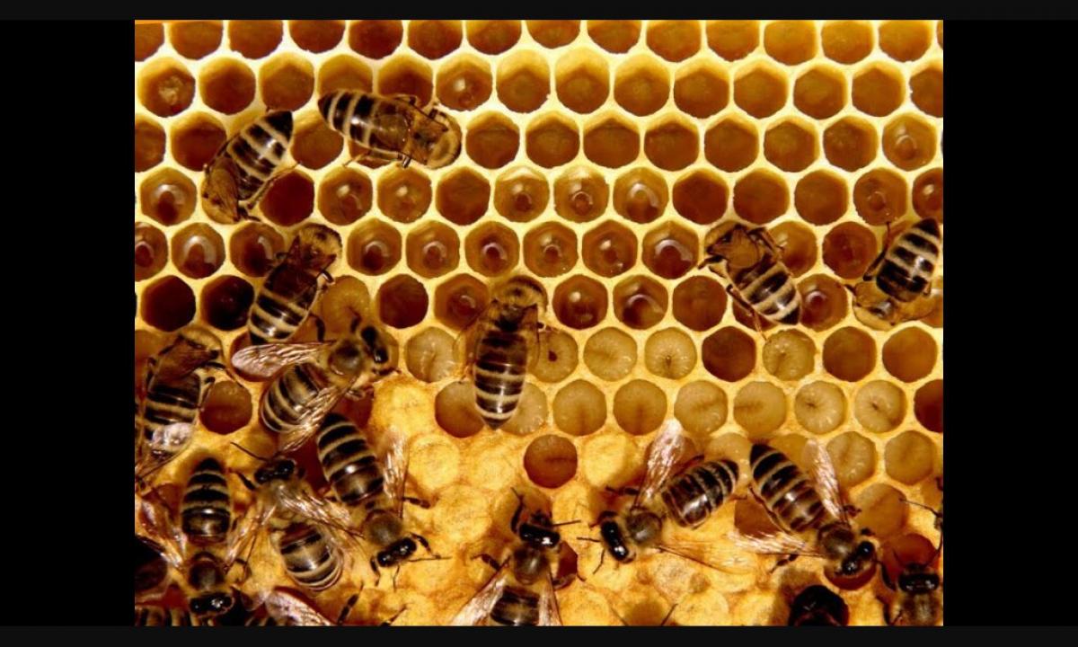 Medicinal properties of a bee perga