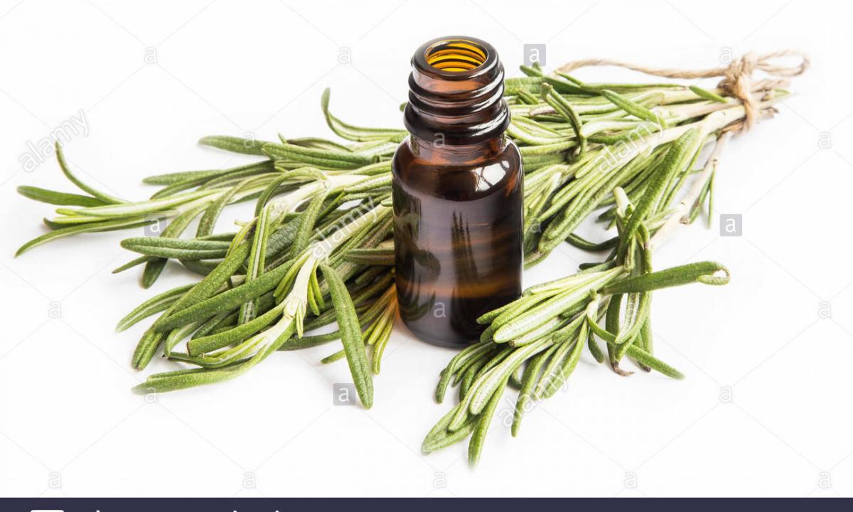 Essential oil of rosemary: than it is useful as well as for what use