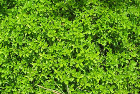 Thyme: where grows when to collect from what helps