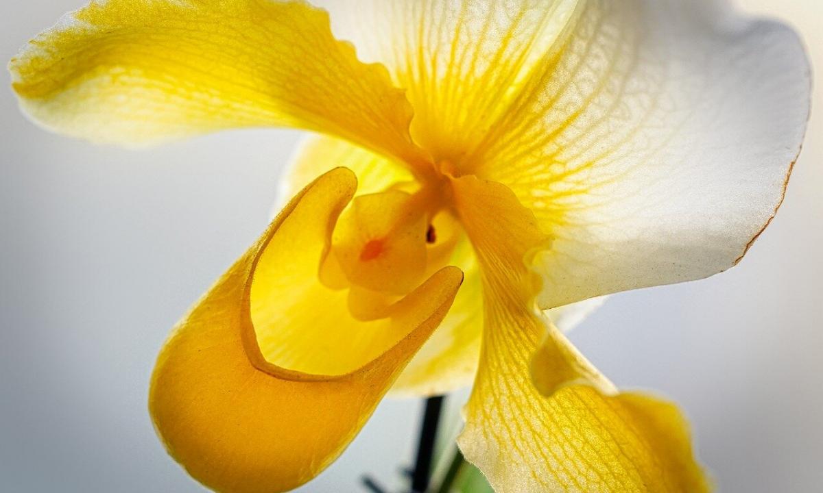Why the orchid turns yellow
