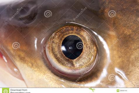 How to make effect fish-ah (fish eye)
