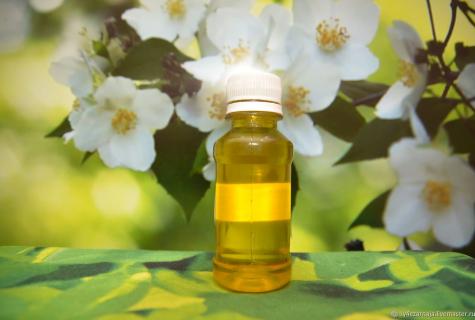 Jasmine oil: useful properties, application