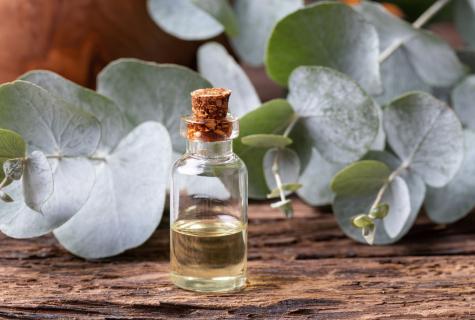 Eucalyptus oil: structure, medicinal properties, application