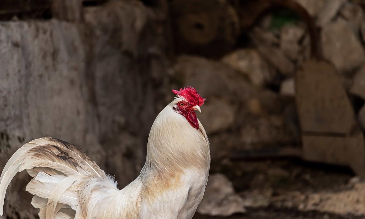 How to make tail with roosters