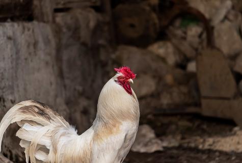 How to make tail with roosters