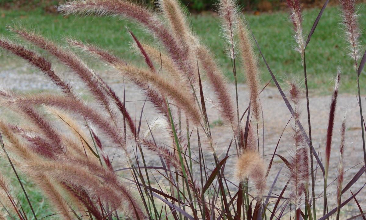 Native-grasses for the aid to hair