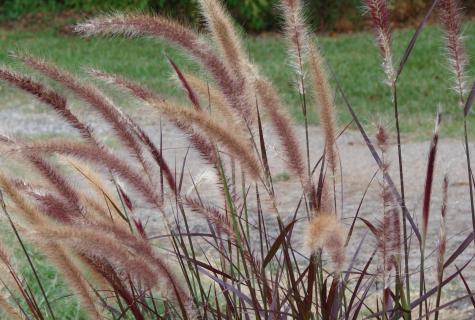 Native-grasses for the aid to hair