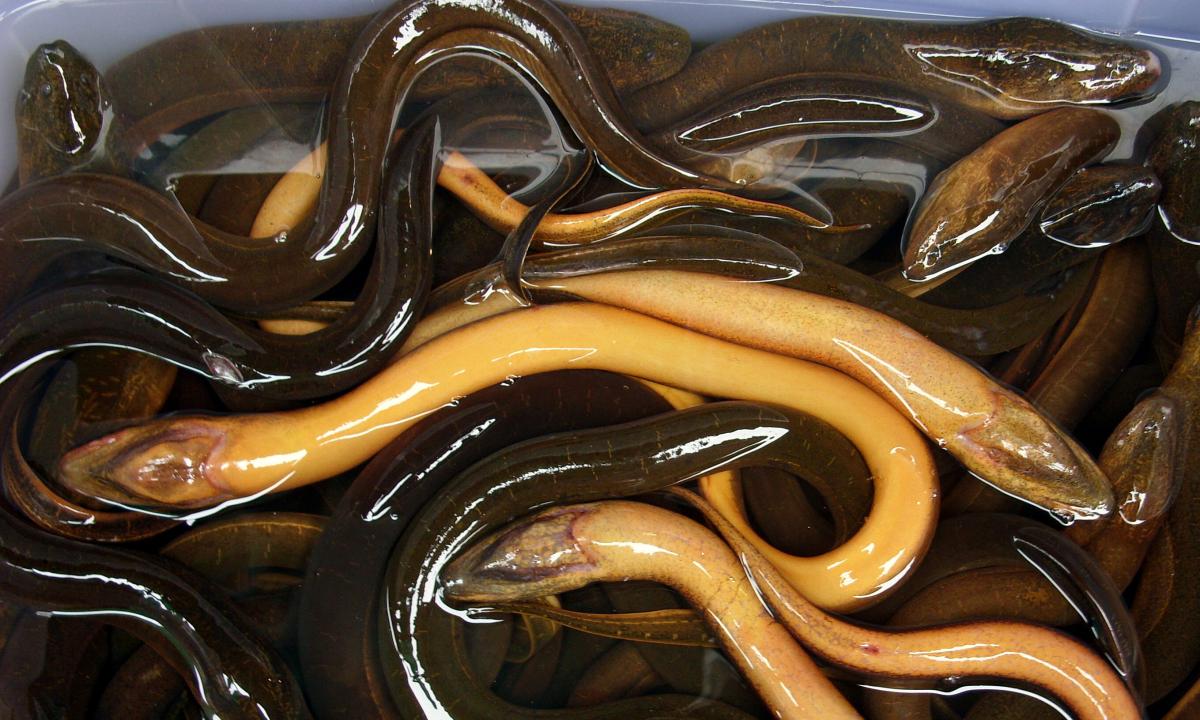 Than to treat eels