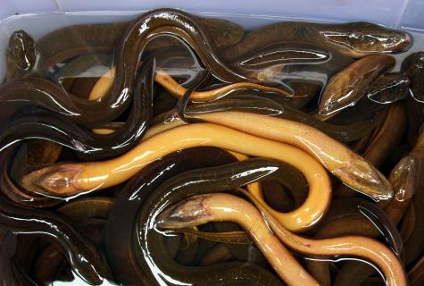 How to remove eels