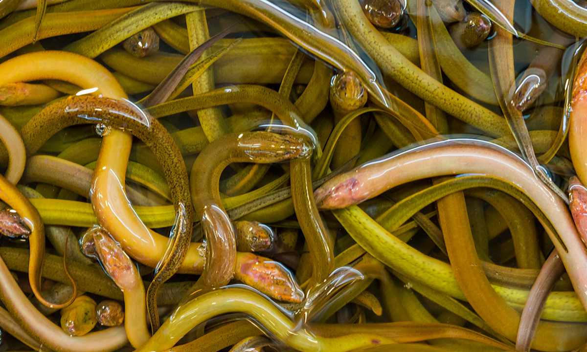 How to get rid of hems after eels