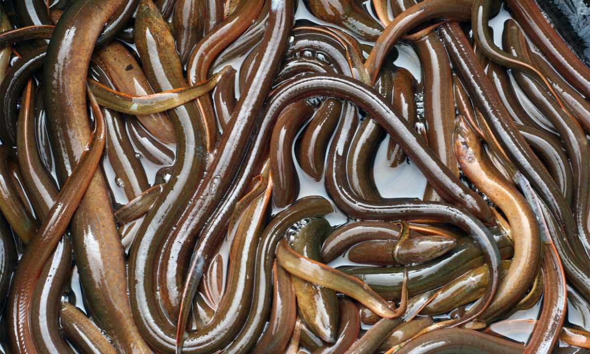 How to struggle with teenage eels