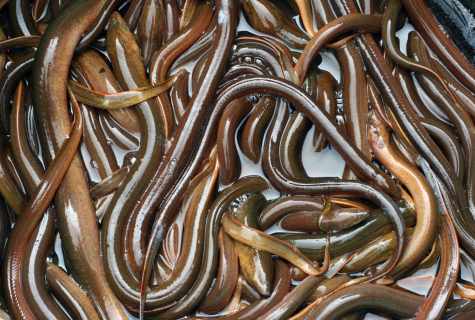 How to struggle with teenage eels