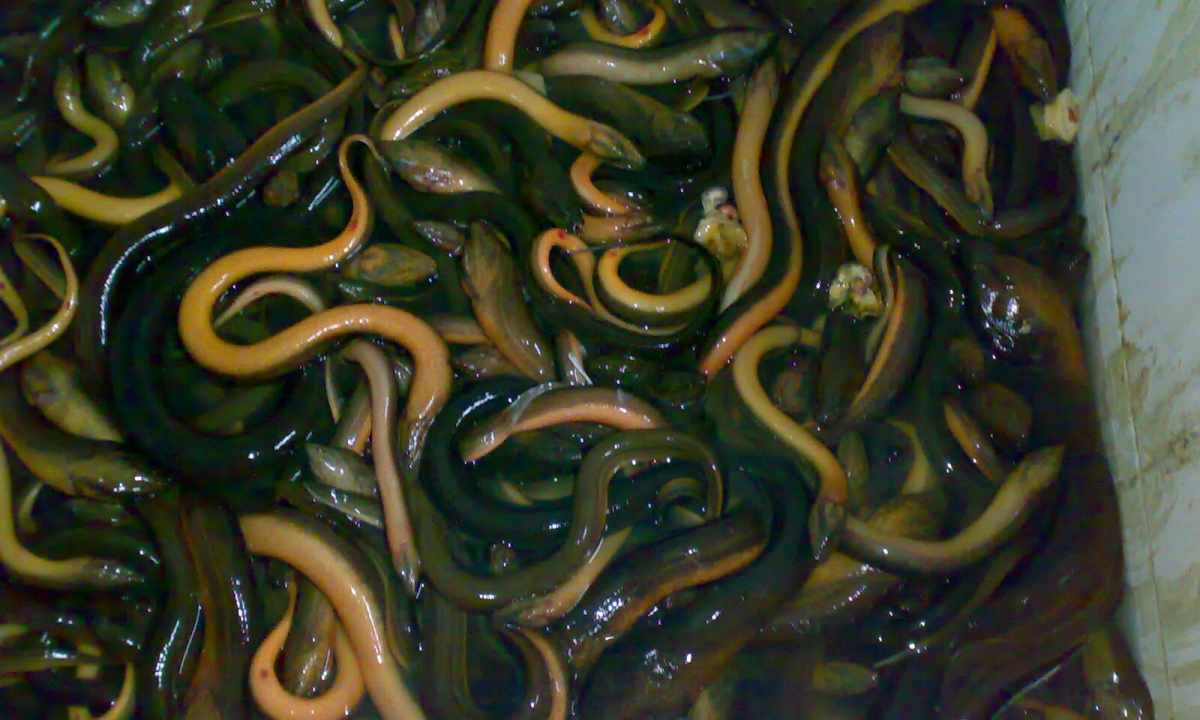 How to remove spots from eels