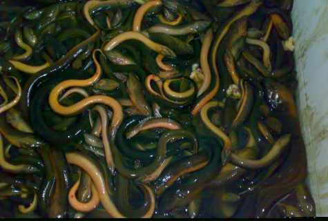 How to remove spots from eels