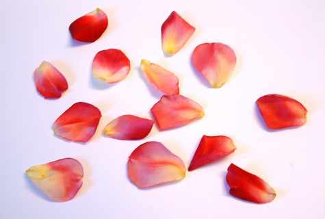 How to draw flower petals on nails