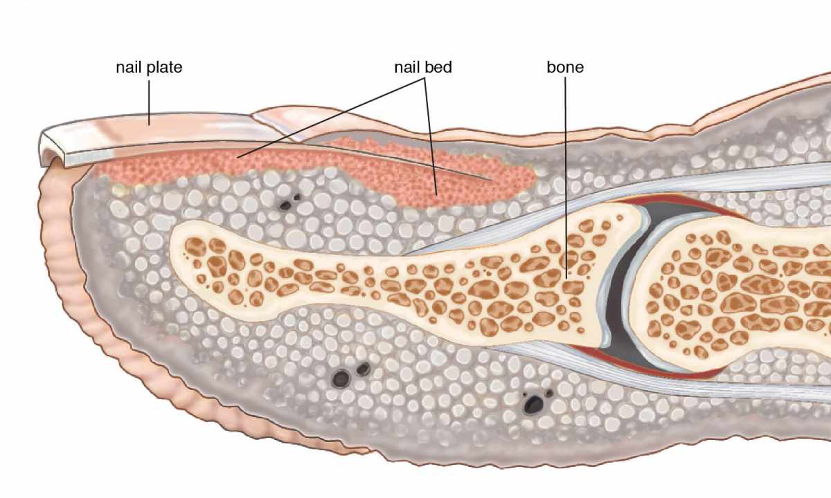 What structure of nail