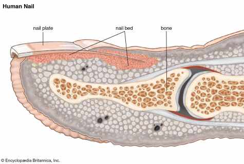 What structure of nail