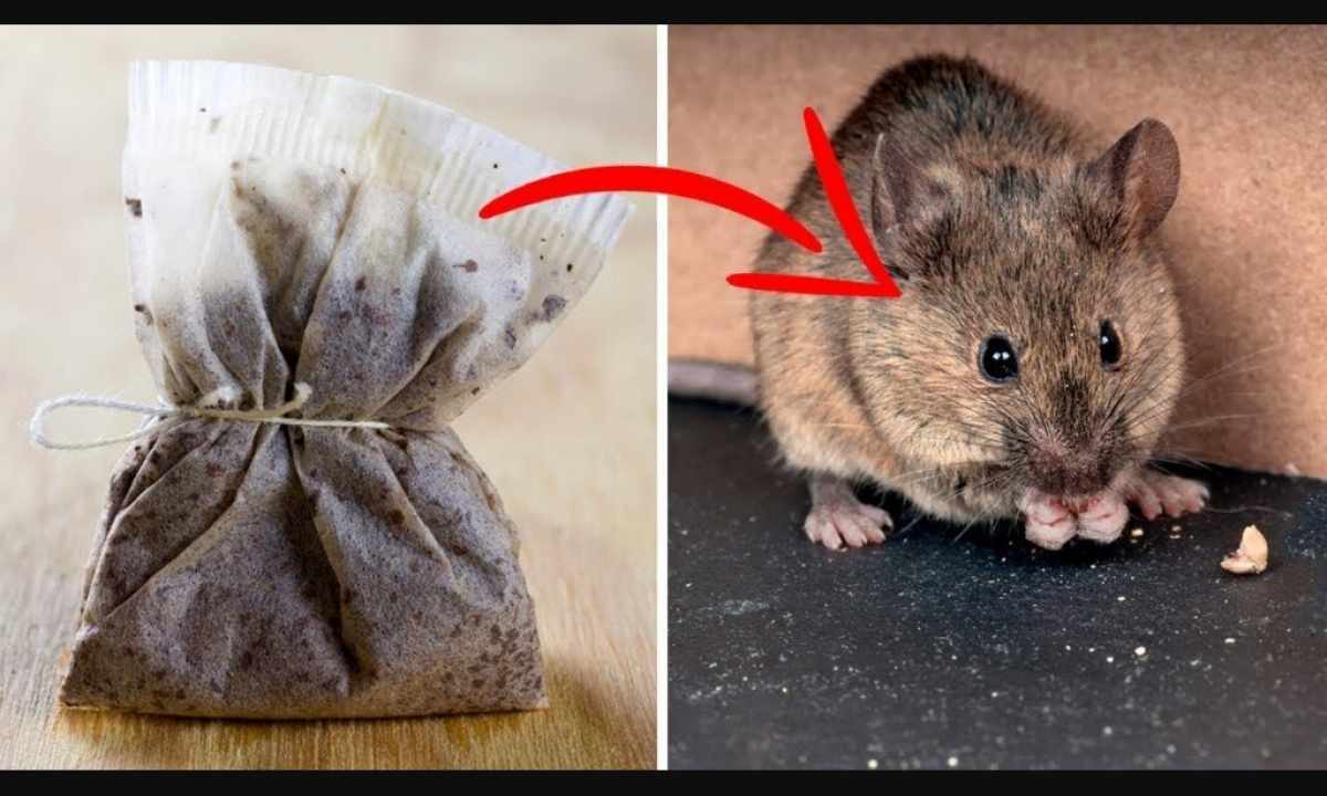 How to take away hair under mice