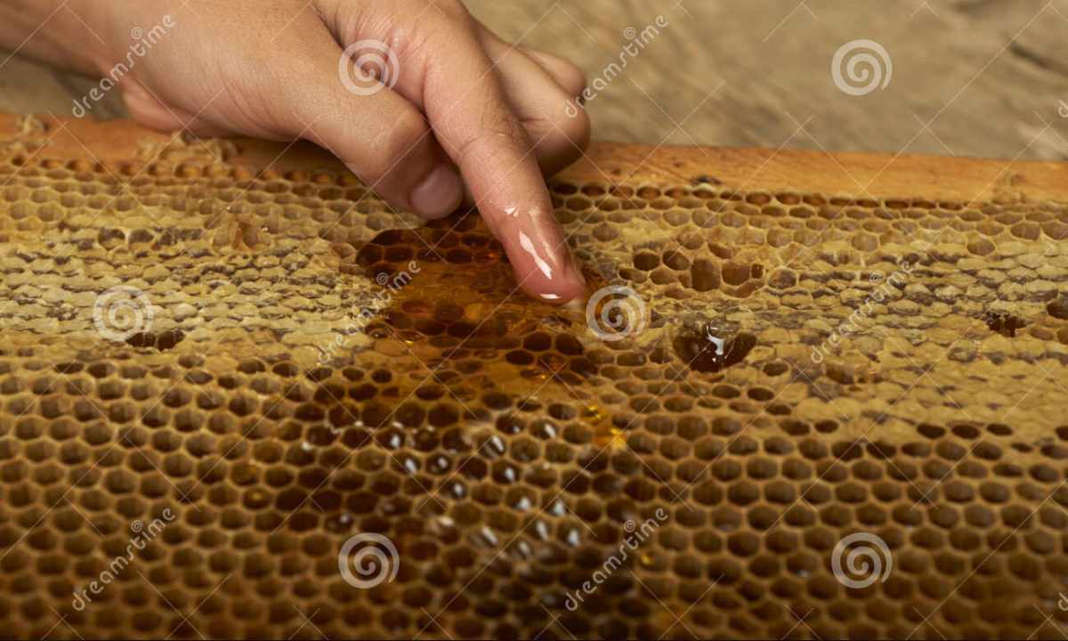 Curative wrappings. We disclose advantage of honey in house conditions