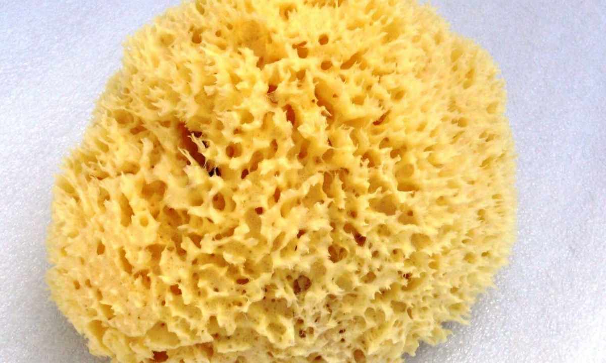 Natural sea sponge for shower