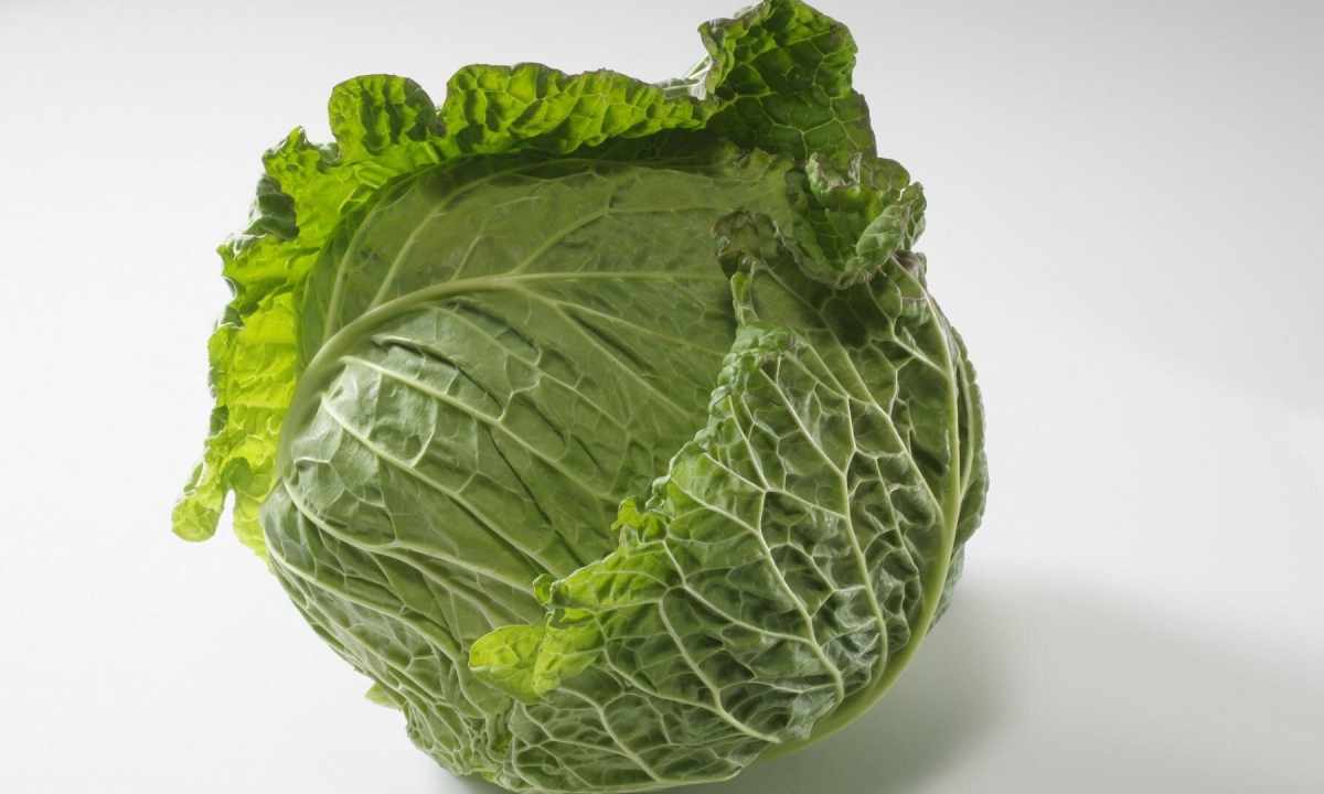 Whether the cabbage diet works