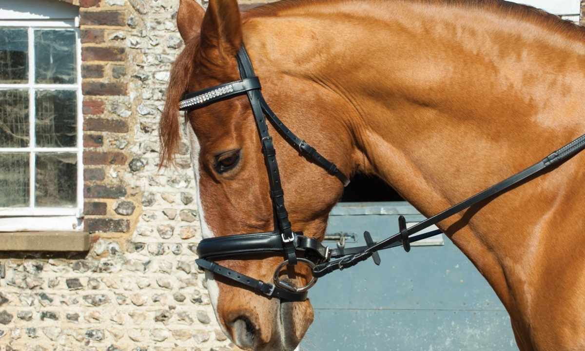 How to puncture language bridle