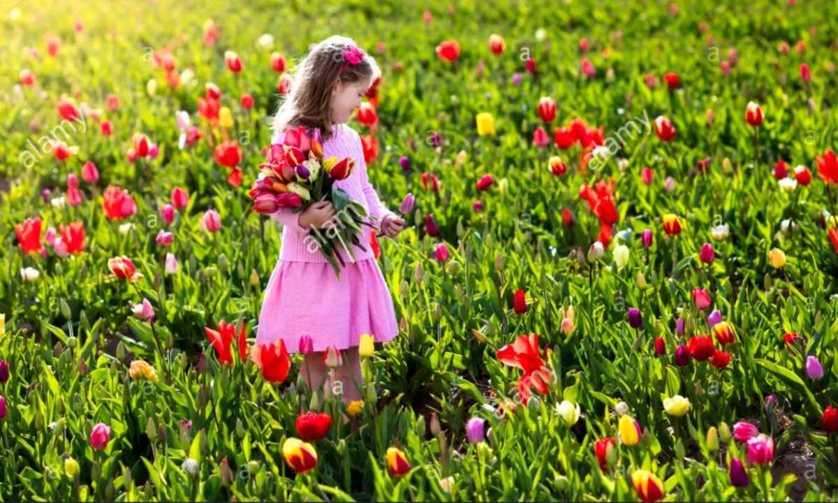 What tulips to present to the girl