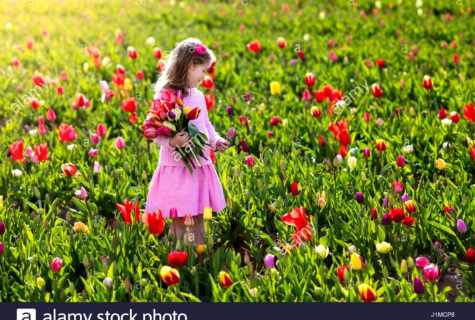 What tulips to present to the girl