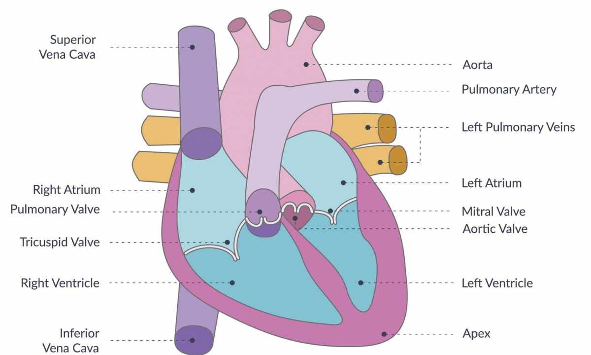 How to train the cardiac muscle