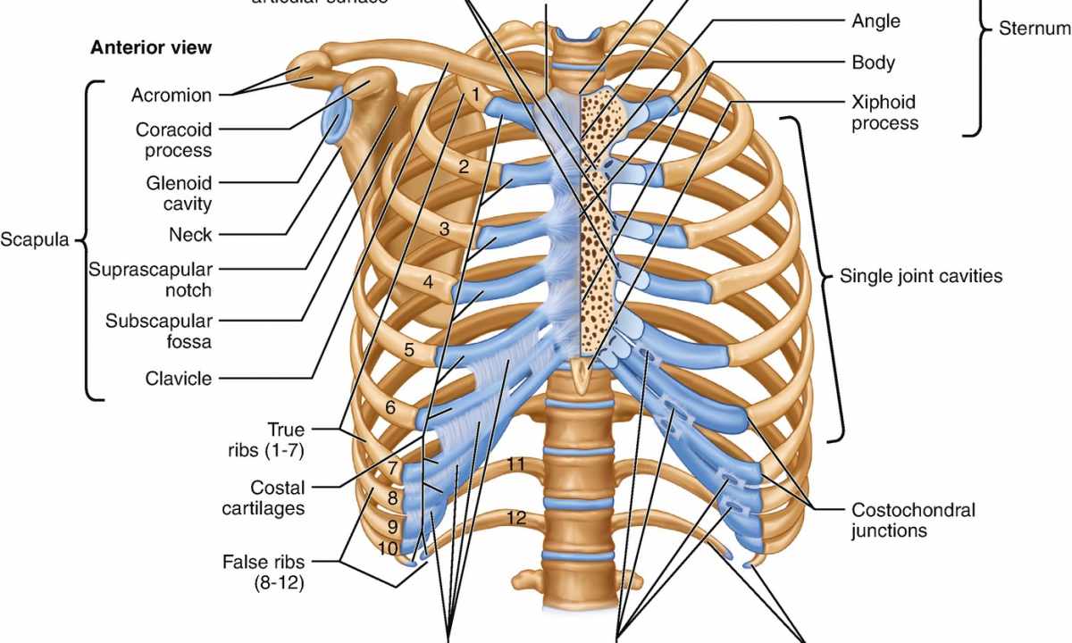 How to straighten the thorax