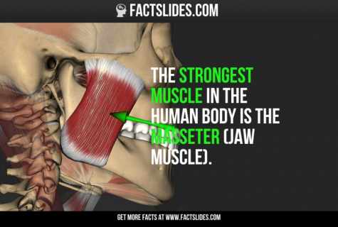 What muscles at the person are the strongest