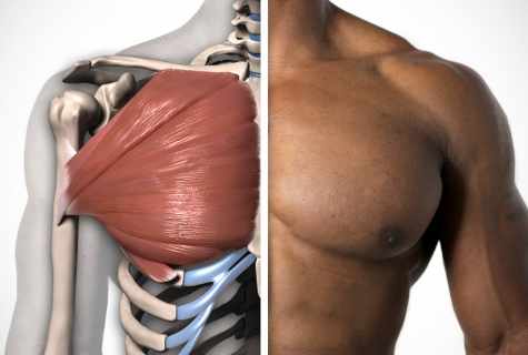 How to build muscles to the breast