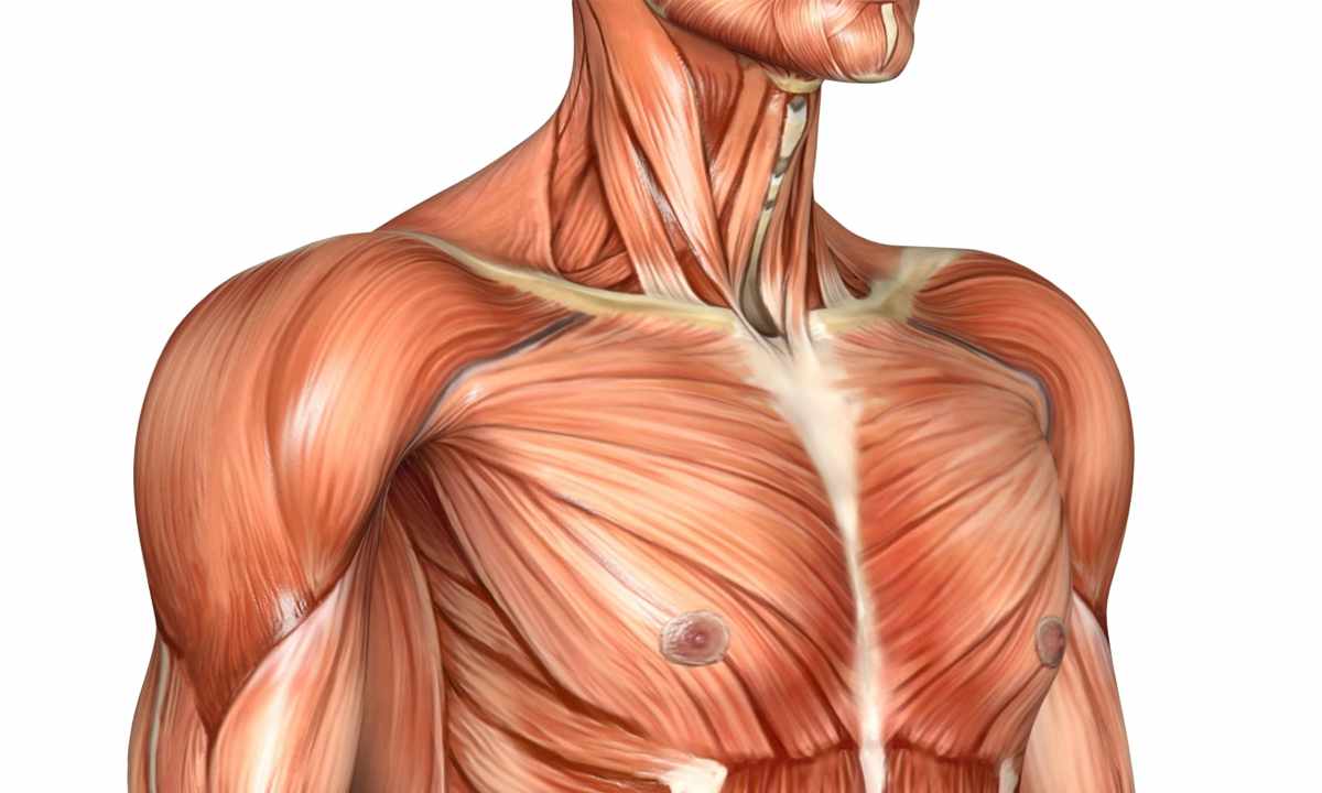 How to increase pectoral muscles
