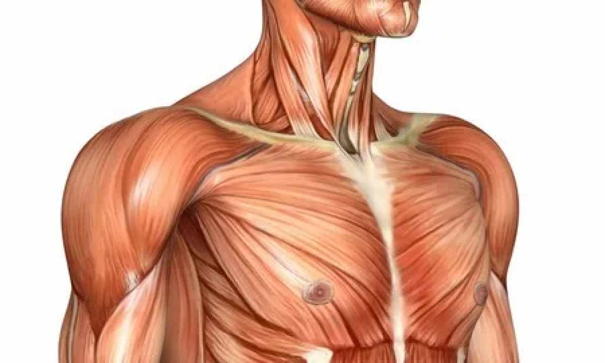 How to swing pectoral muscles
