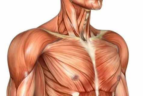 How to swing pectoral muscles