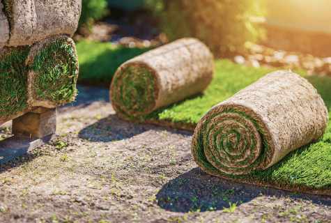 Rolled lawn – way to ideal lawn