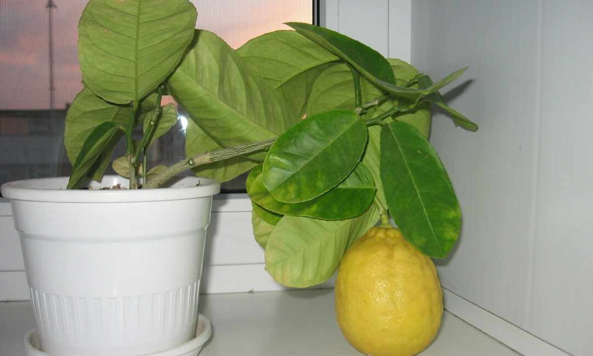 How to grow up lemon in house conditions from stone
